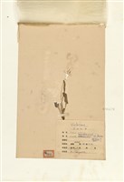 藏品(紫花地丁)的圖片